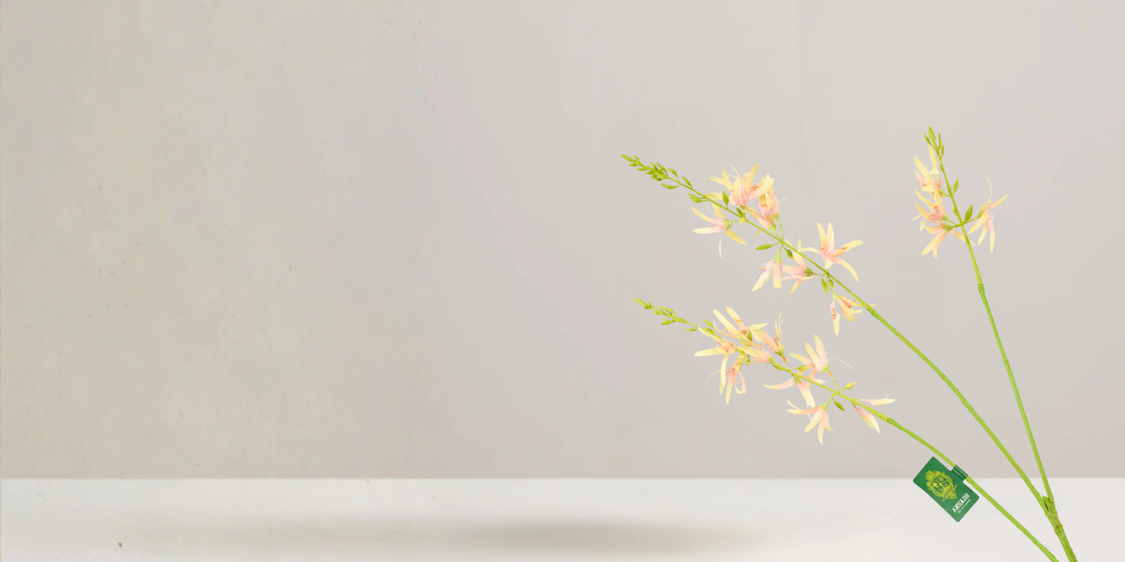 Crocosmia