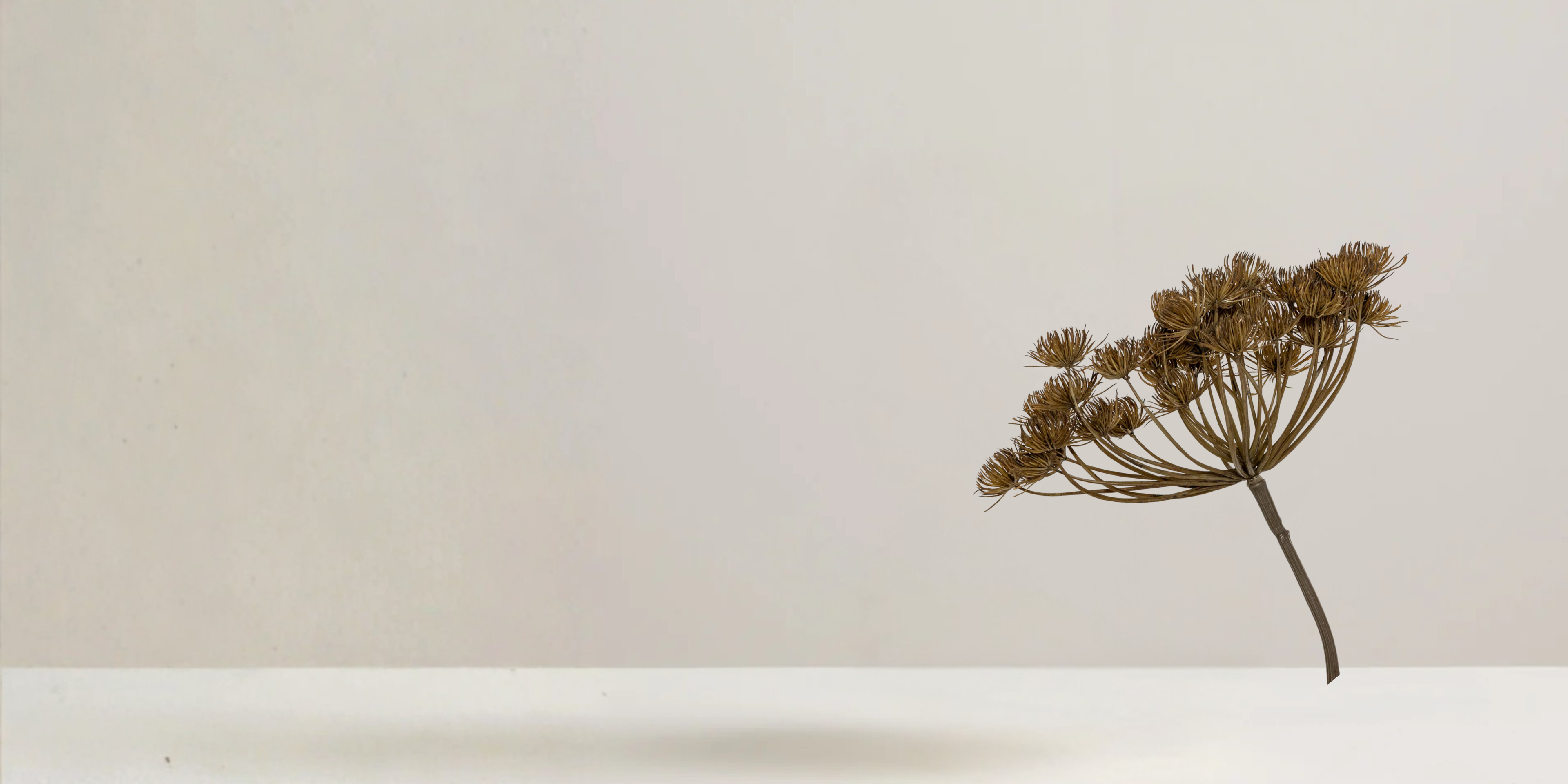 Hogweed