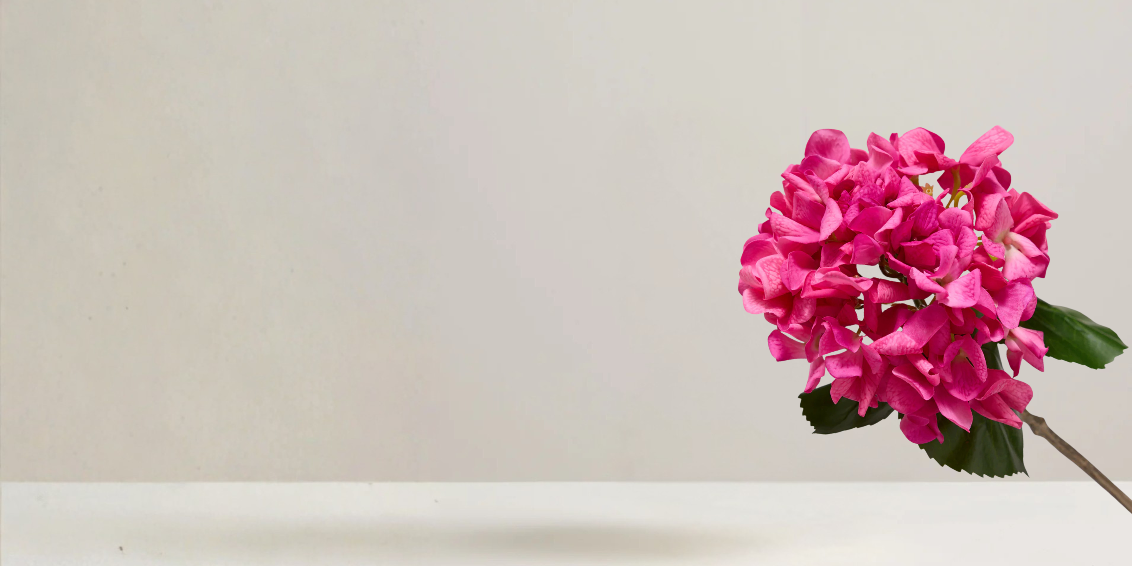 Hydrangea