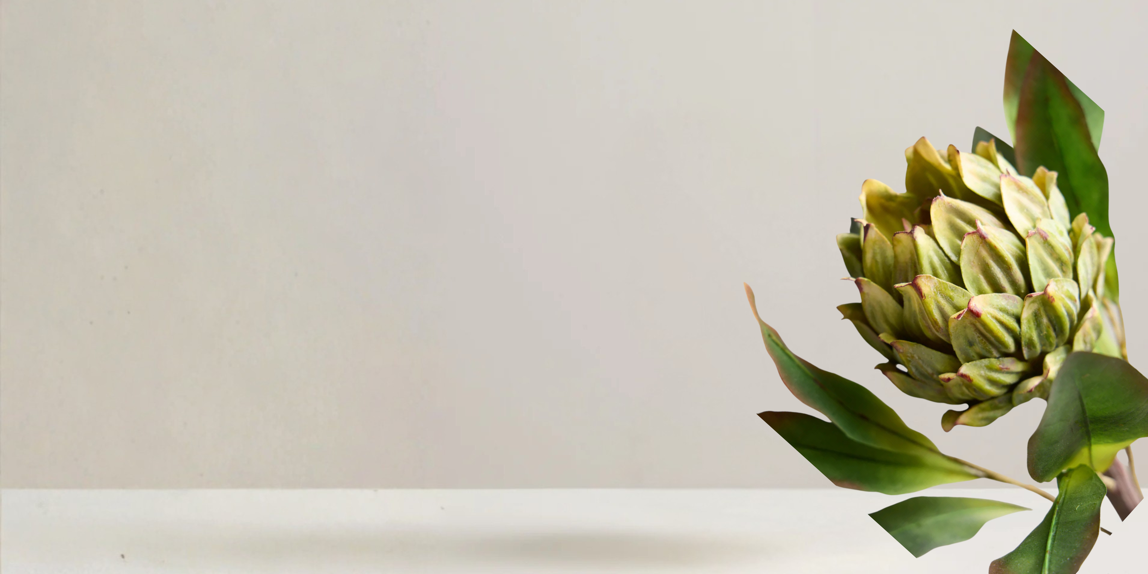 Protea