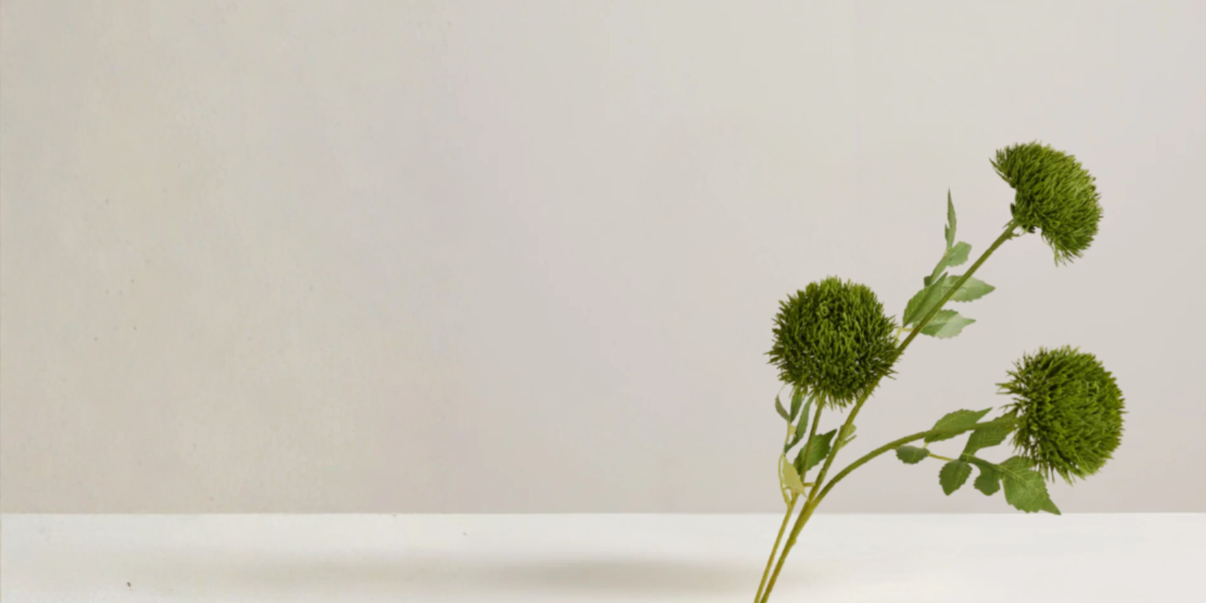 Dianthus