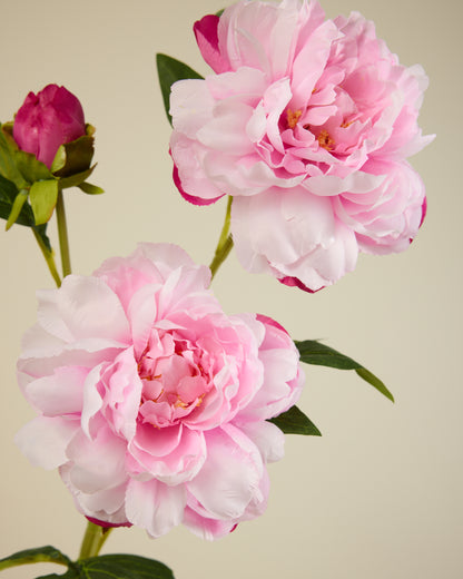 PEONY TRIO IN SOFT PINK