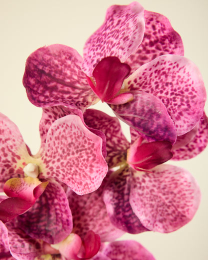 ABSOLUTE LUXURY REAL TOUCH ORCHIDS IN FUSCHIA