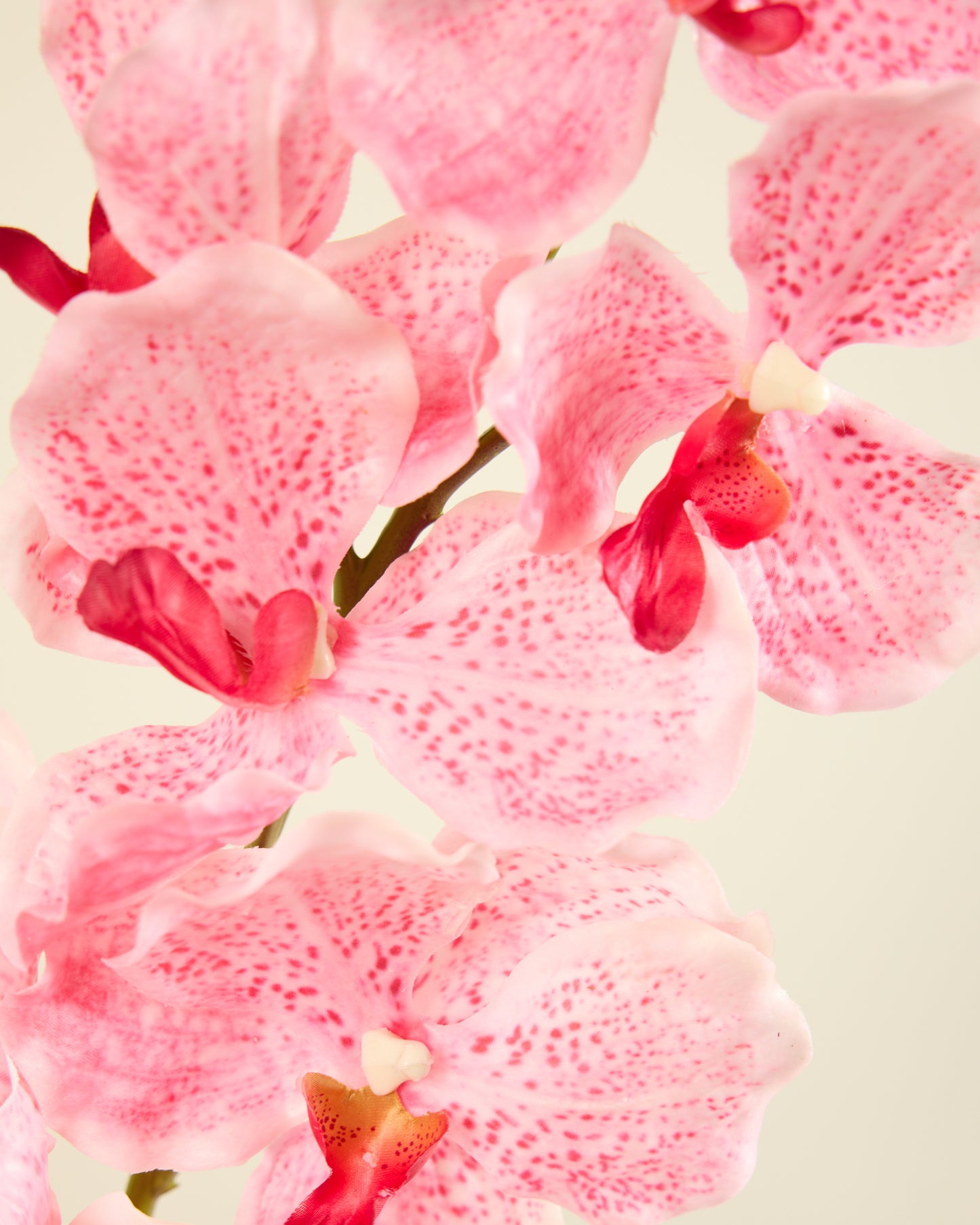 ABSOLUTE LUXURY REAL TOUCH ORCHIDS IN CANDY PINK