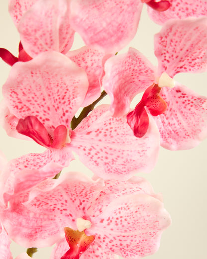 ABSOLUTE LUXURY REAL TOUCH ORCHIDS IN CANDY PINK