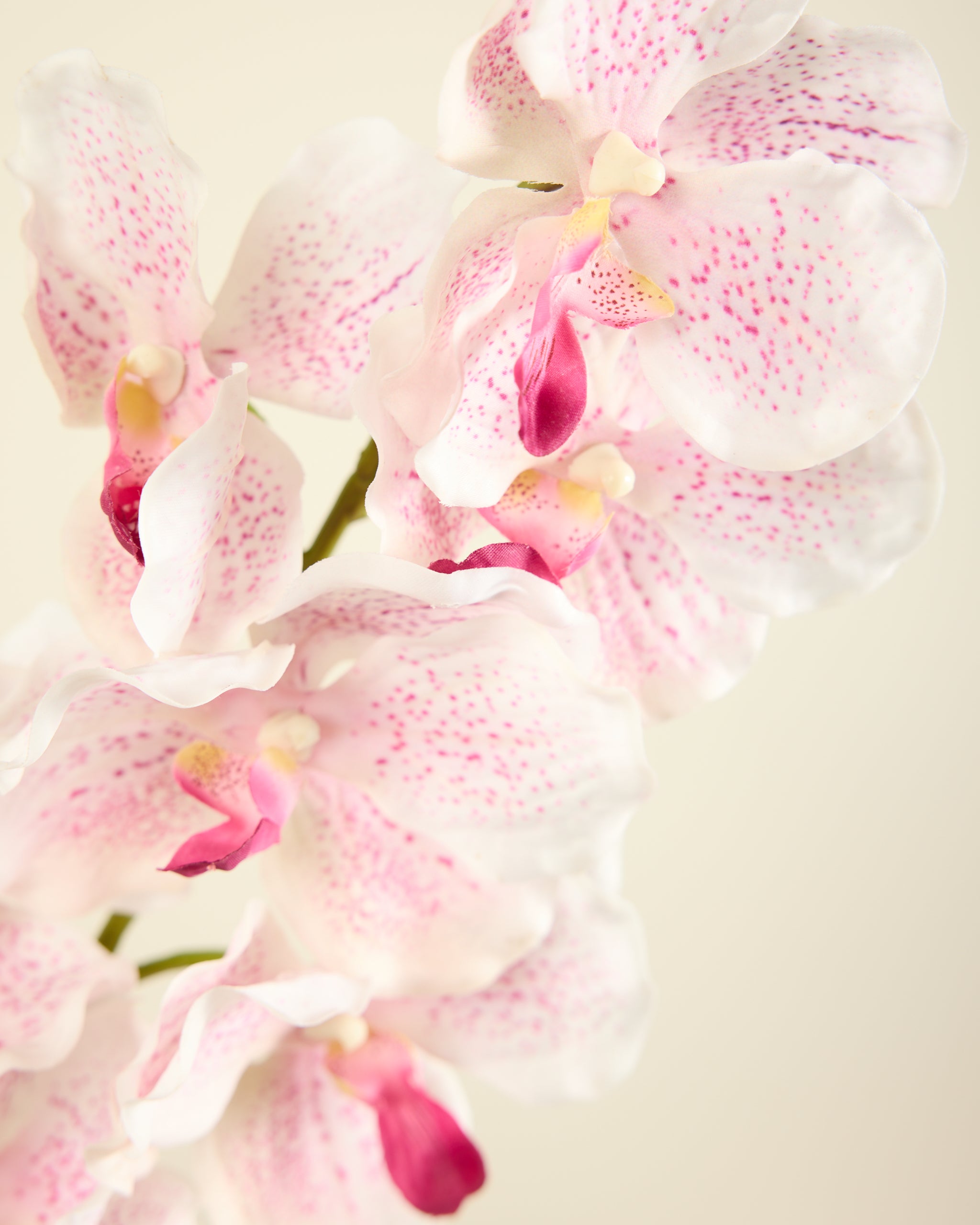 ABSOLUTE LUXURY REAL TOUCH ORCHIDS IN WHITE AND PINK