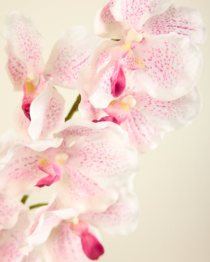 ABSOLUTE LUXURY REAL TOUCH ORCHIDS IN CREAMY BLUSH