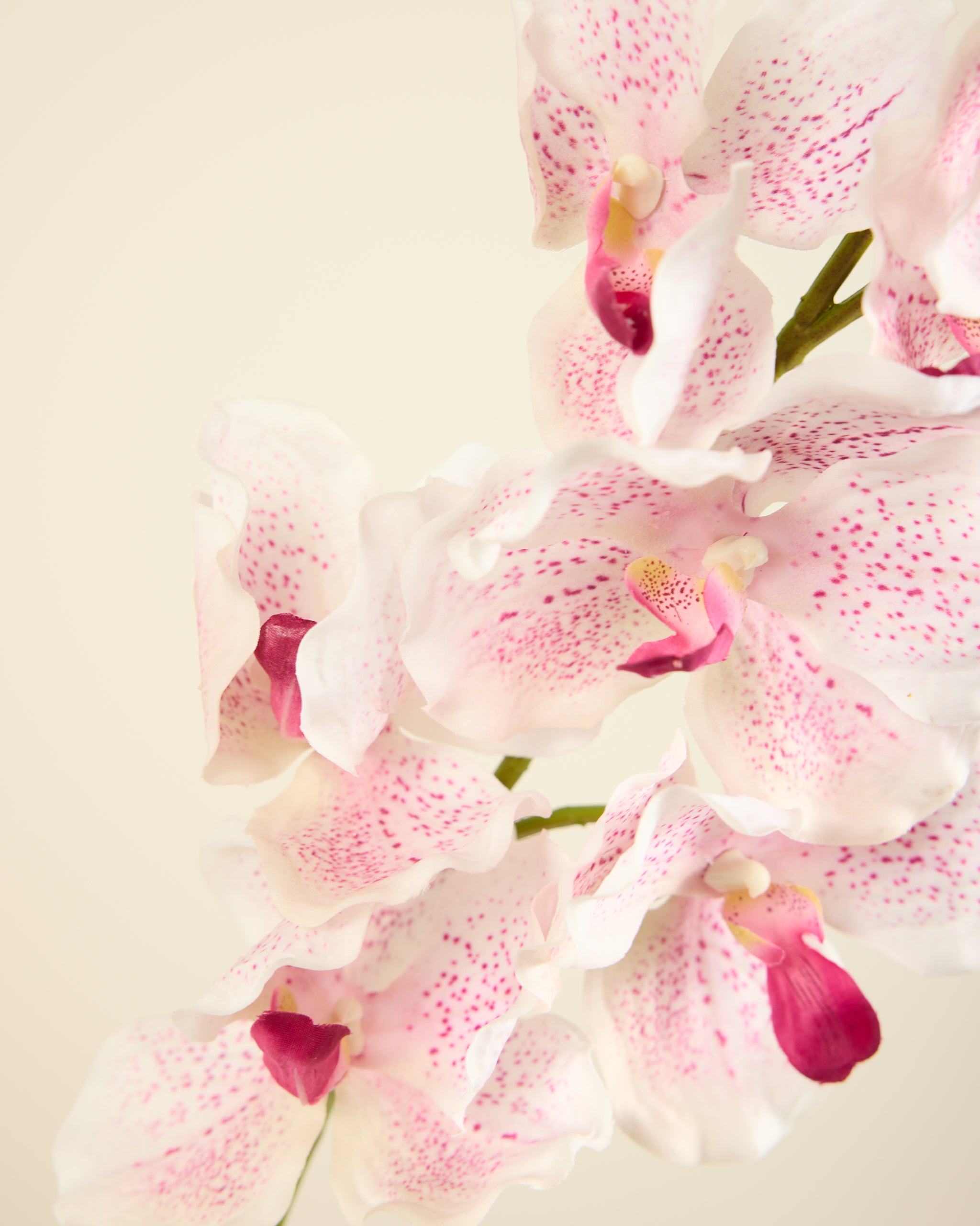 ABSOLUTE LUXURY REAL TOUCH ORCHIDS IN WHITE AND PINK