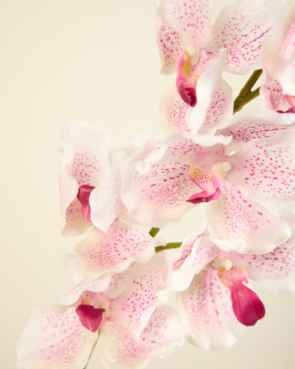 ABSOLUTE LUXURY REAL TOUCH ORCHIDS IN CREAMY BLUSH