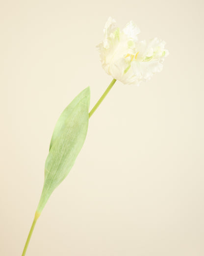 LARGE TULIP IN WHITE