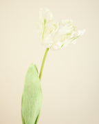 LARGE TULIP IN WHITE