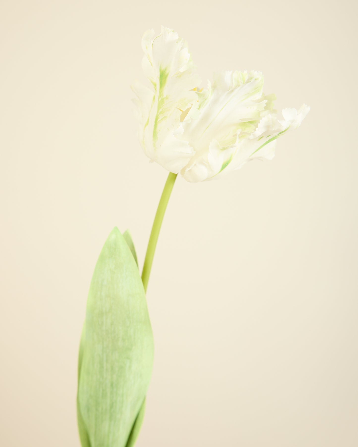 LARGE TULIP IN WHITE