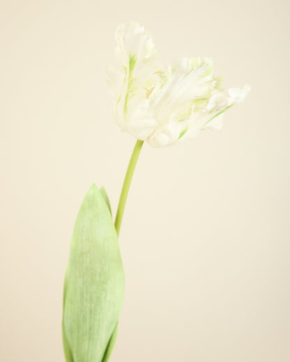 LARGE TULIP IN WHITE