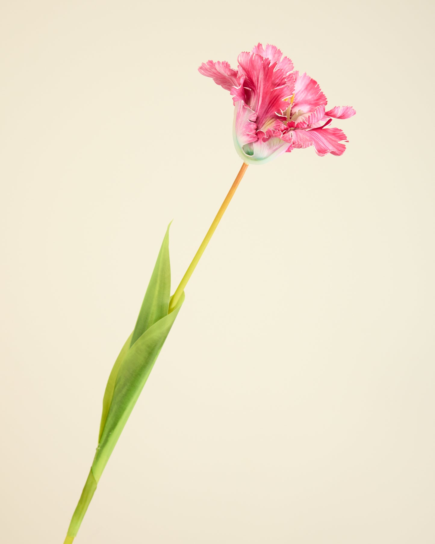 LARGE TULIP IN FUSCHIA