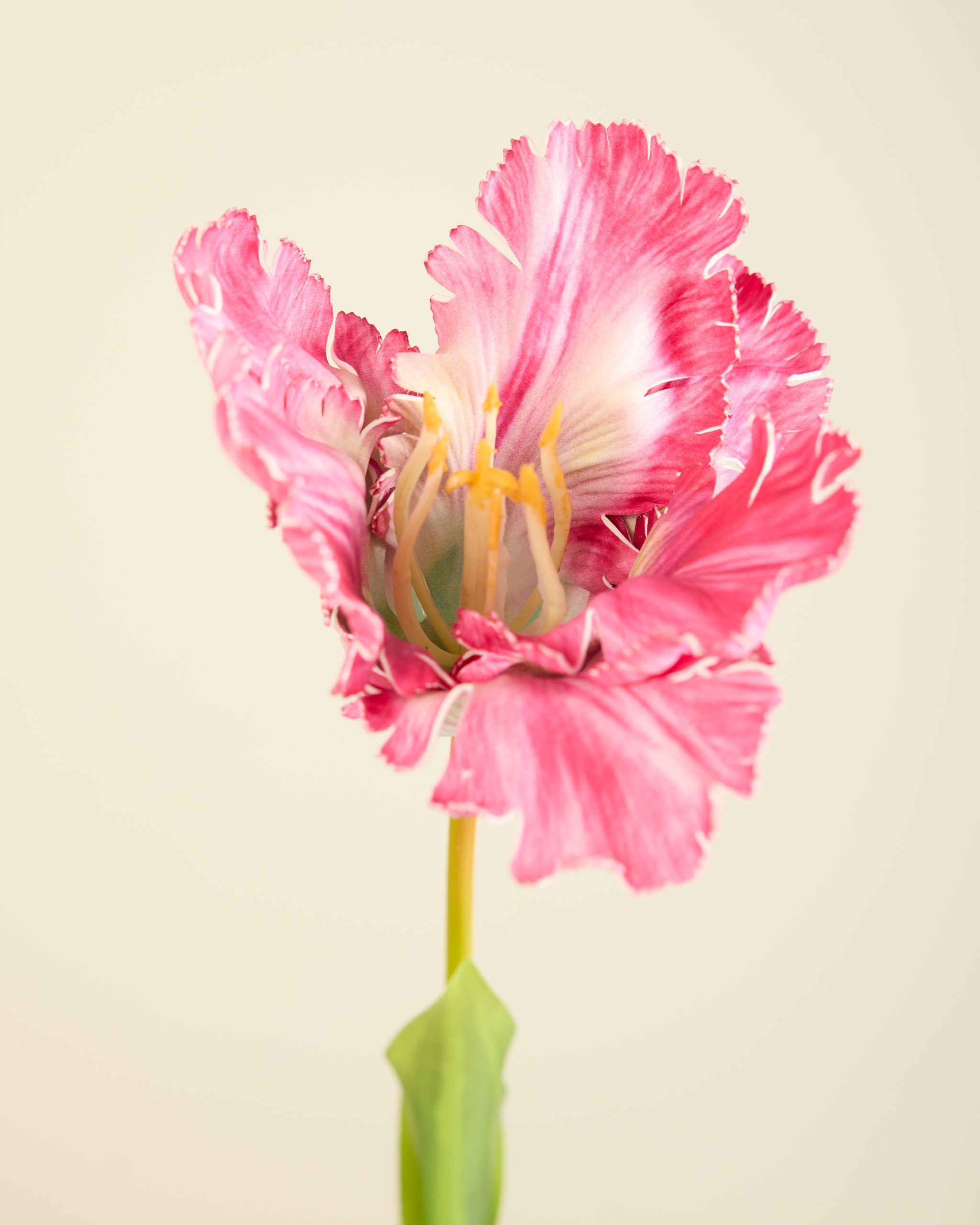 LARGE TULIP IN FUSCHIA