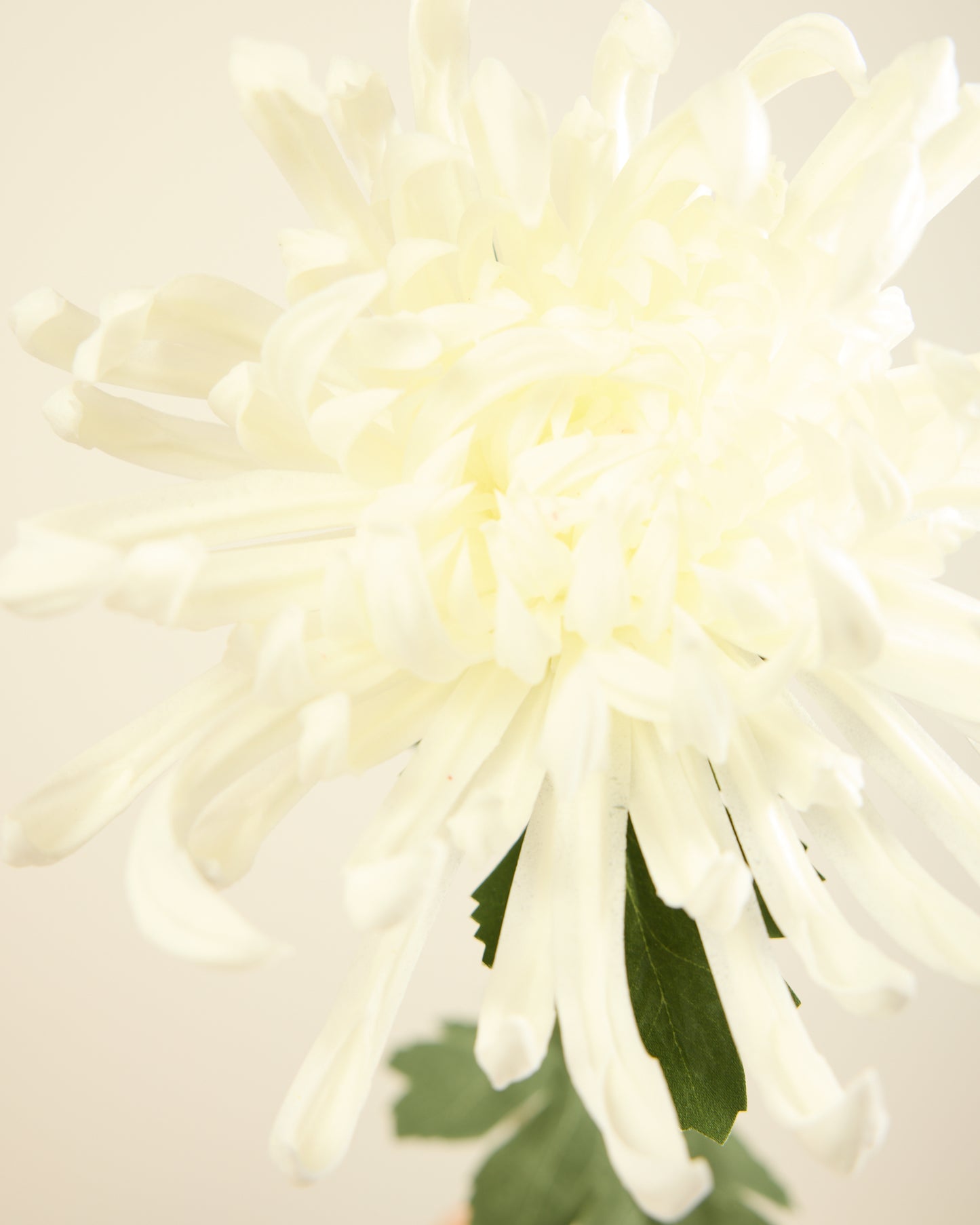 XL CHRYSANTHEMUM IN WHITE