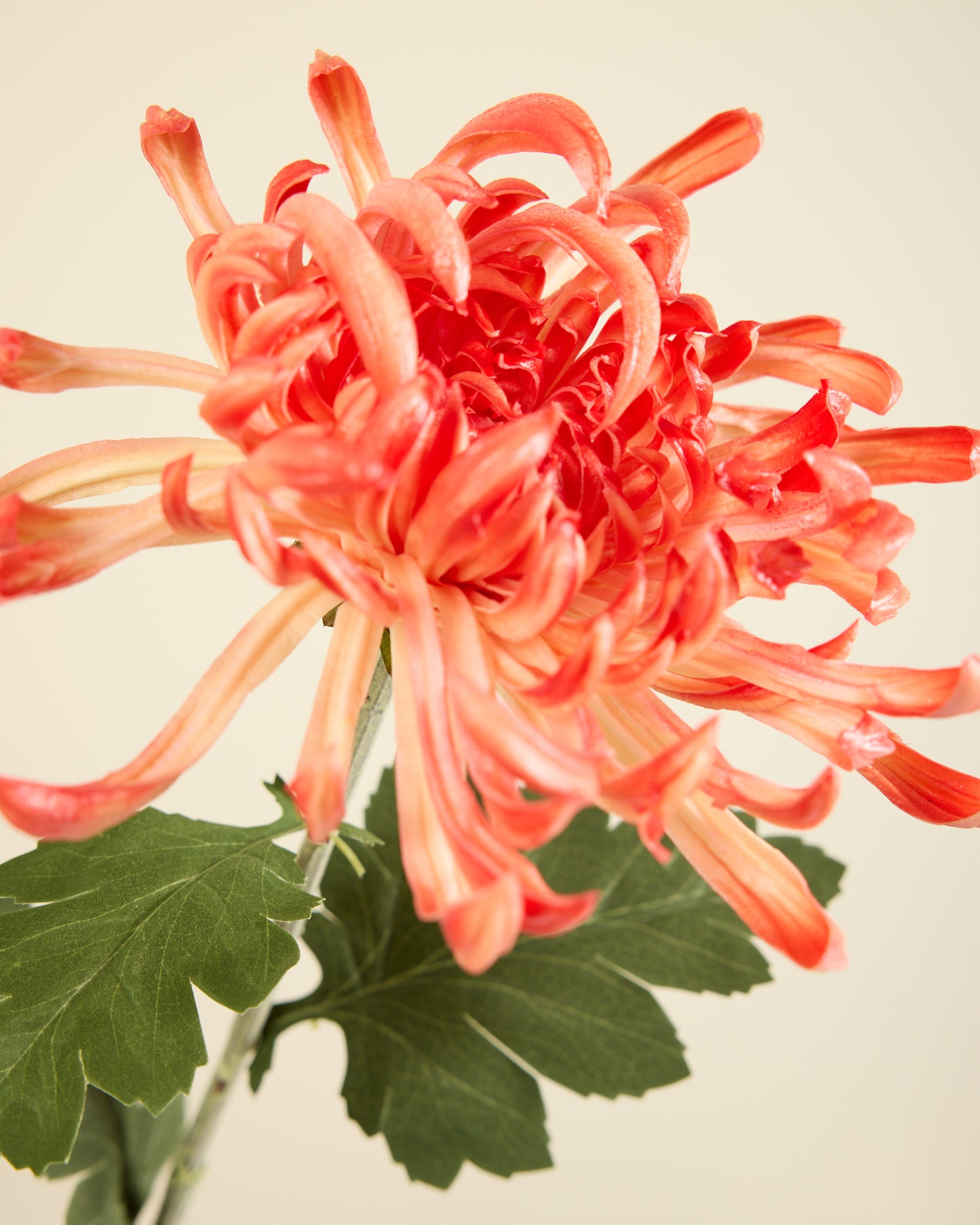 XL CHRYSANTHEMUM IN CORAL