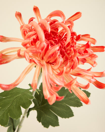 XL CHRYSANTHEMUM IN CORAL