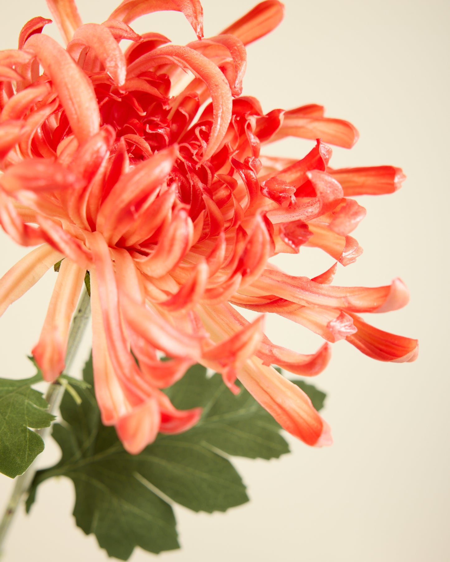 XL CHRYSANTHEMUM IN CORAL