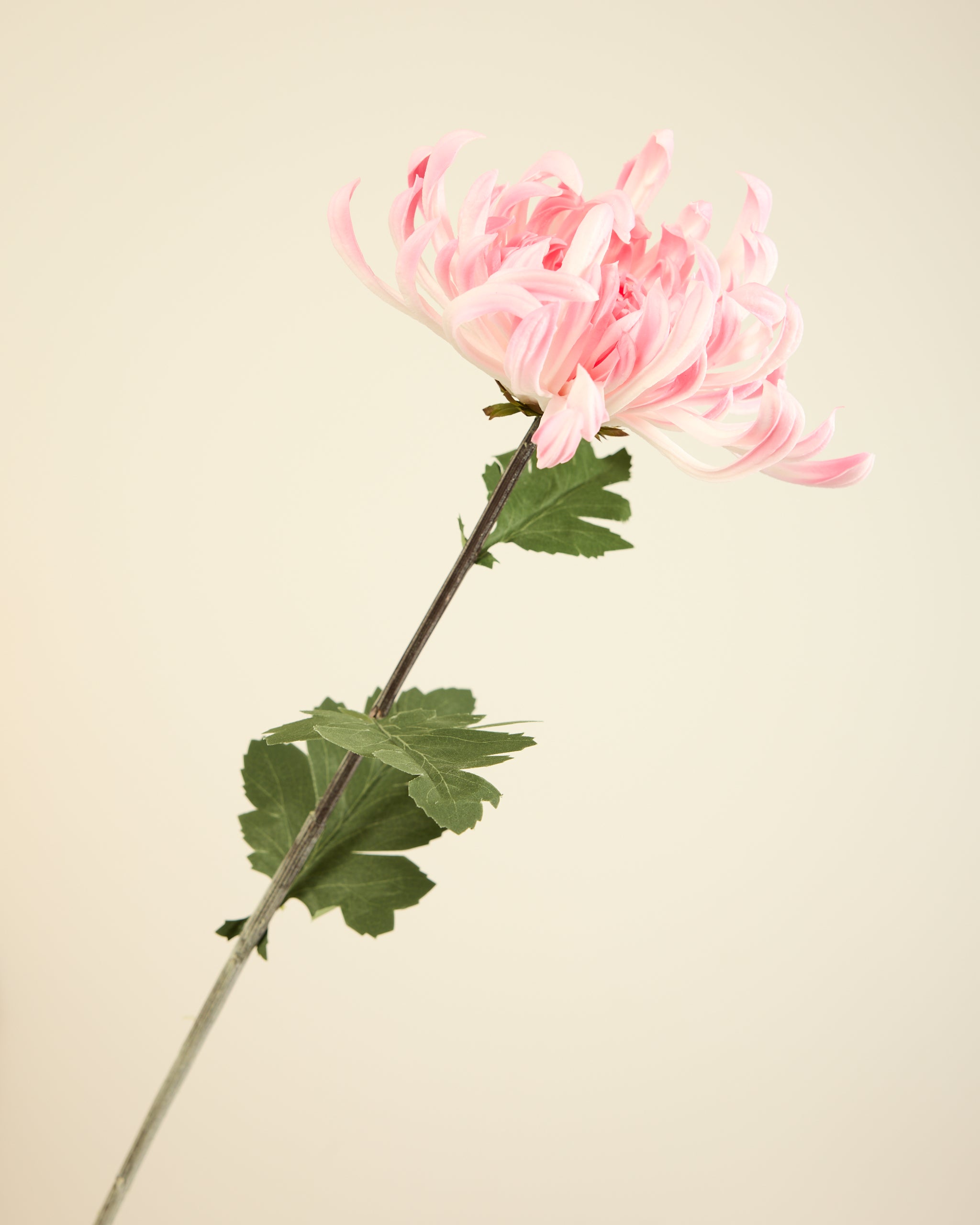 XL CHRYSANTHEMUM IN PINK