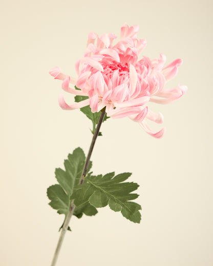 XL CHRYSANTHEMUM IN PINK