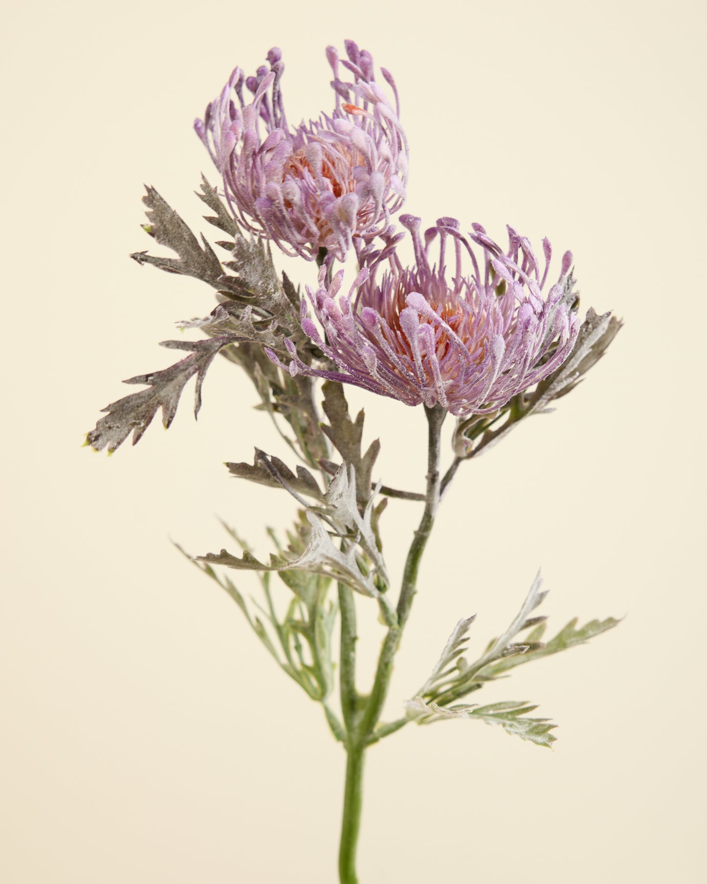 PROTEA SPRAY IN ULTRA VIOLET