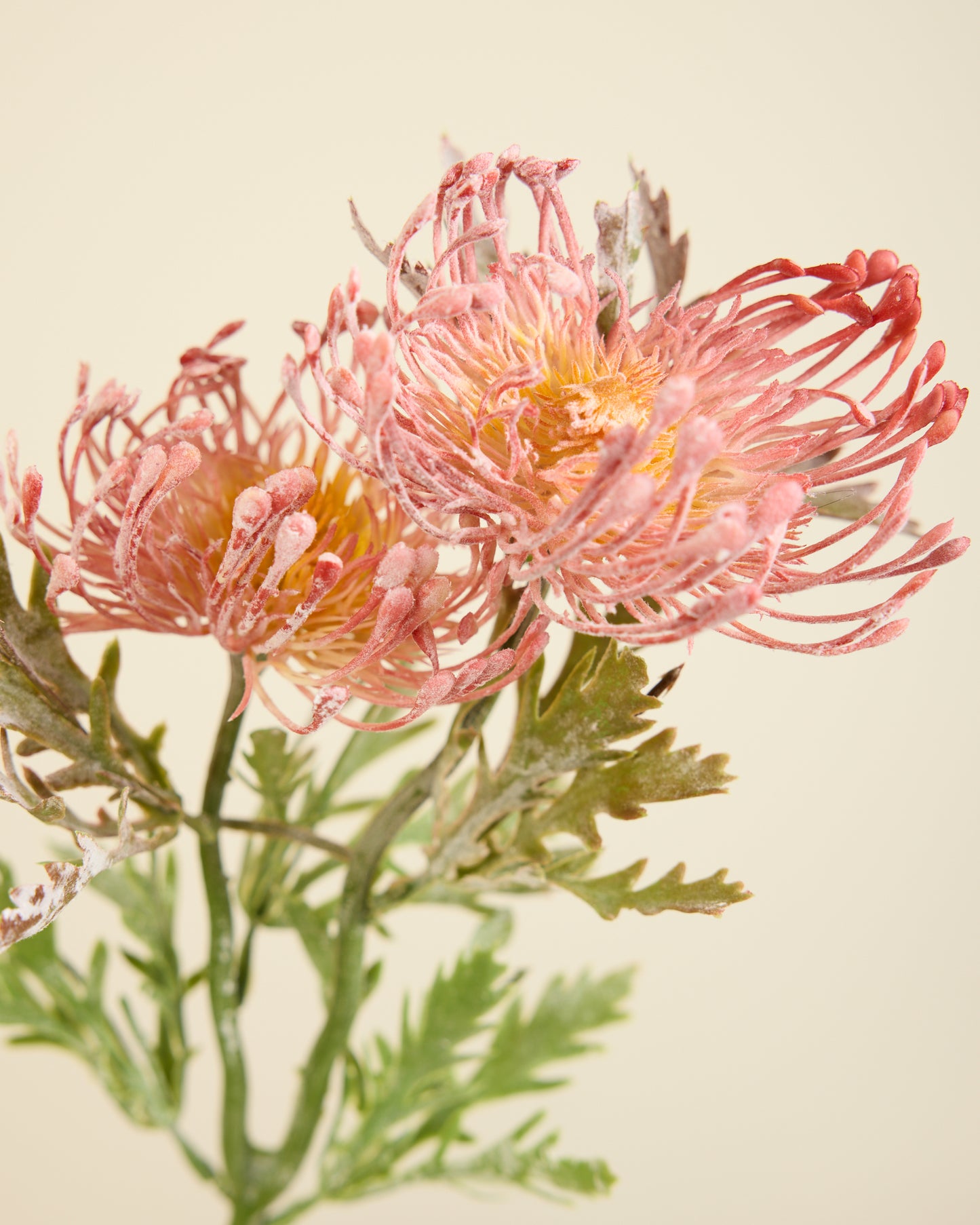 PROTEA SPRAY IN DUSTY PINK