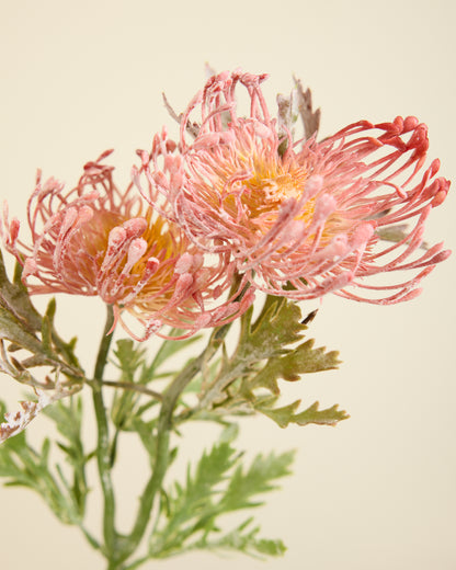 PROTEA SPRAY IN DUSTY PINK