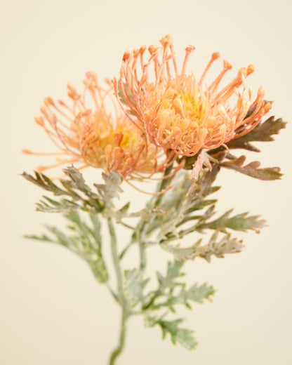 PROTEA SPRAY IN CHAMPAGNE