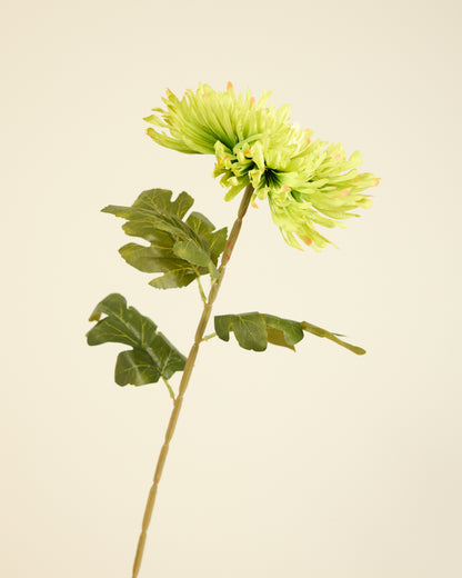 CHRYSANTHEMUM IN GREEN