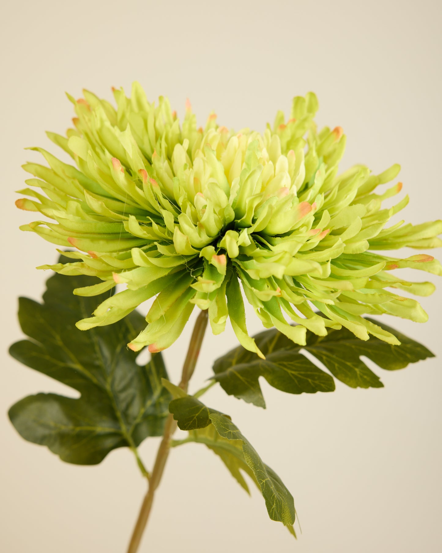 CHRYSANTHEMUM IN GREEN