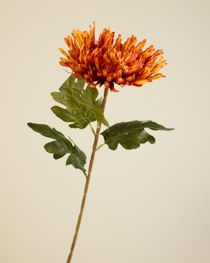 CHRYSANTHEMUM IN DARK ORANGE
