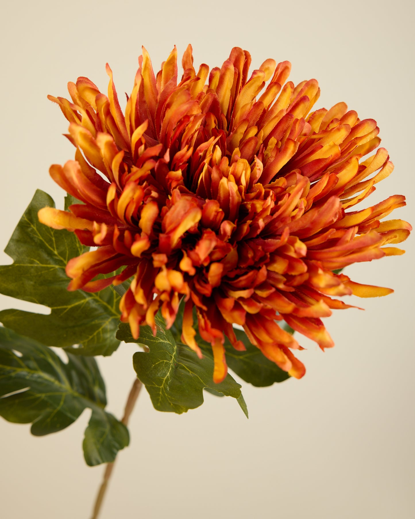 CHRYSANTHEMUM IN DARK ORANGE