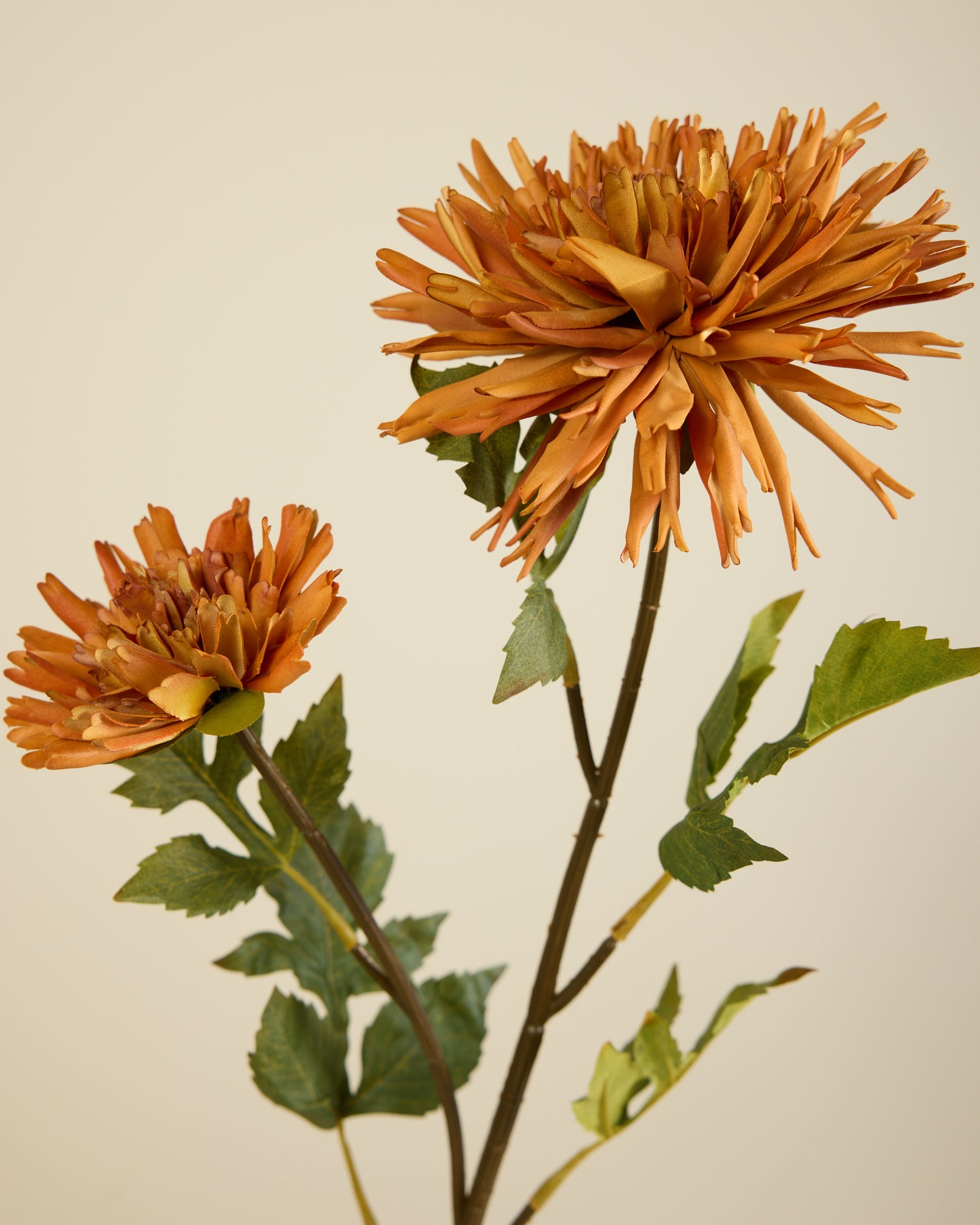 CHRYSANTHEMUM IN BURNT ORANGE