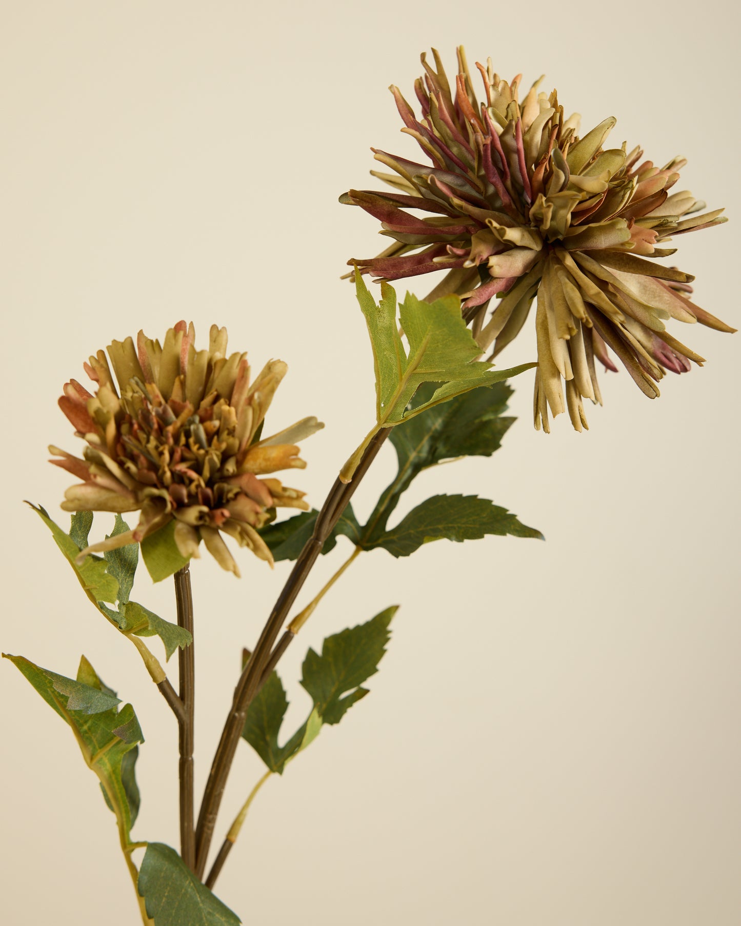 CHRYSANTHEMUM IN KHAKI