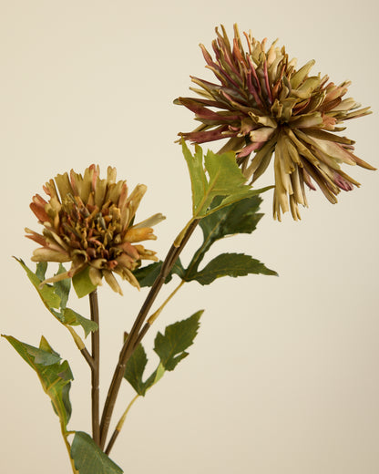 CHRYSANTHEMUM IN KHAKI