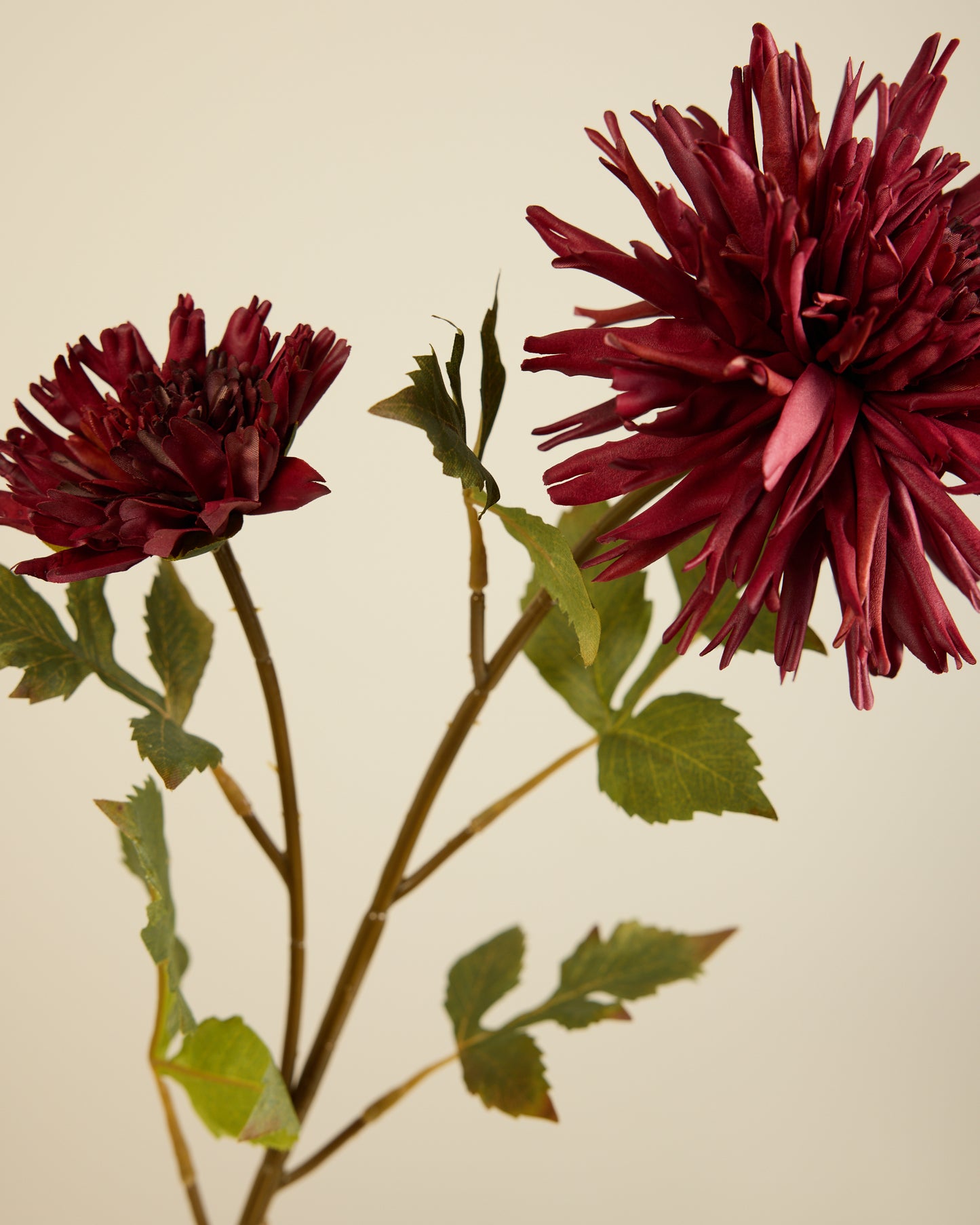 CHRYSANTHEMUM IN BURGUNDY