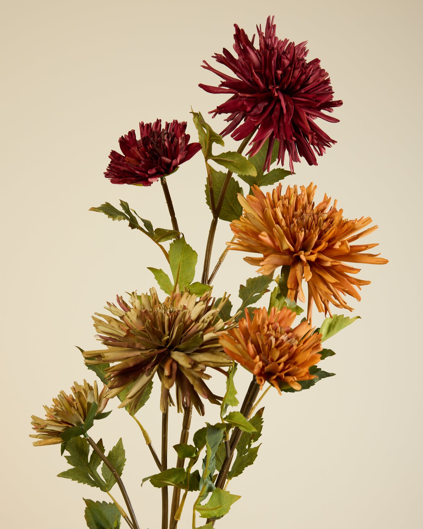 CHRYSANTHEMUM IN BURGUNDY