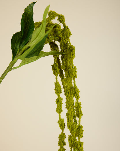 AMARANTHUS SOFT TOUCH GREEN