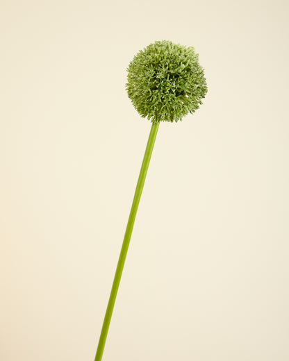 SINGLE GREEN ALLIUM