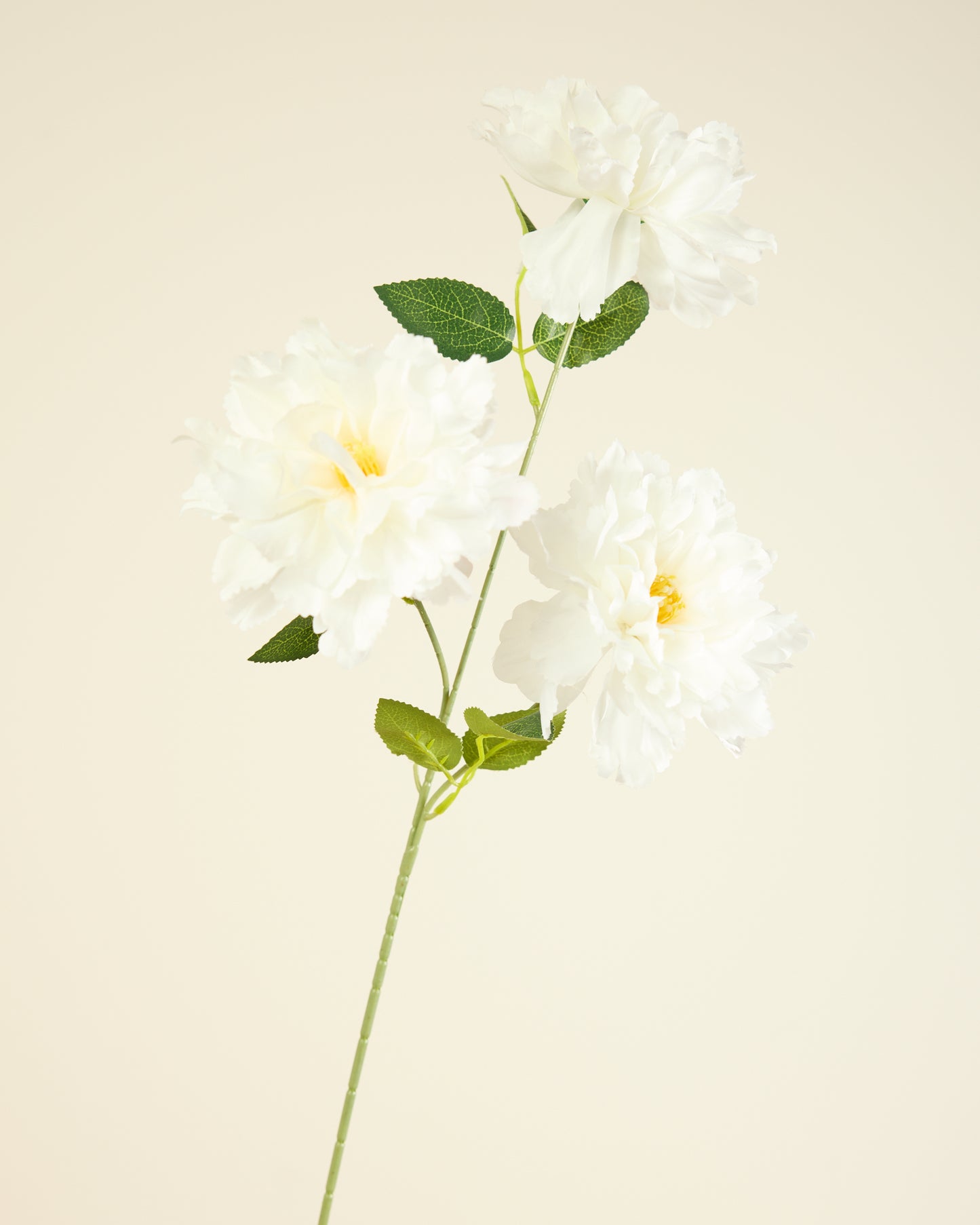 PEONY TRIO IN WHITE