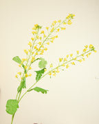 SILK-KA MIMOSA SPRAY