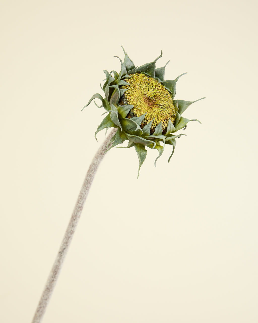 SUNFLOWER IN GREEN