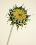 SUNFLOWER IN GREEN