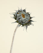SUNFLOWER IN BLACK