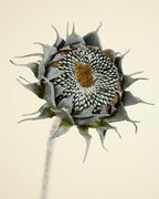 SUNFLOWER IN BLACK