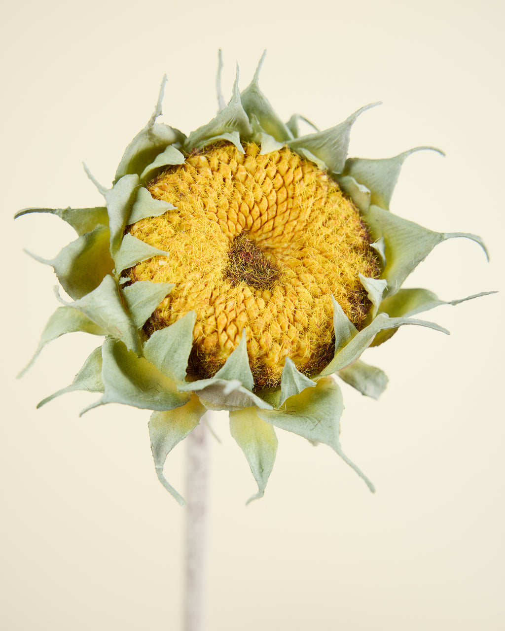 SUNFLOWER IN YELLOW