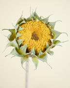 SUNFLOWER IN YELLOW