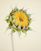 SUNFLOWER IN YELLOW