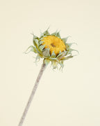 SUNFLOWER IN YELLOW